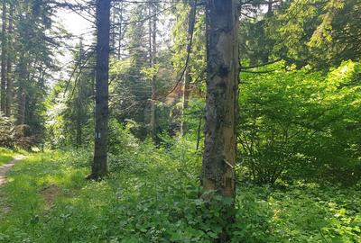 Teren intravilan, 56000 mp, Poiana Brasov Teren intravilan, 56000 mp, Poiana Brasov - 7