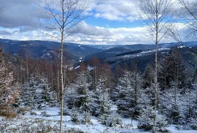 Teren de 15000 mp, în Fundu Moldovei - 2