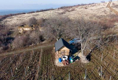 Vita-de-vie Premium  teren de 6800 mp în Covăsinț - 10