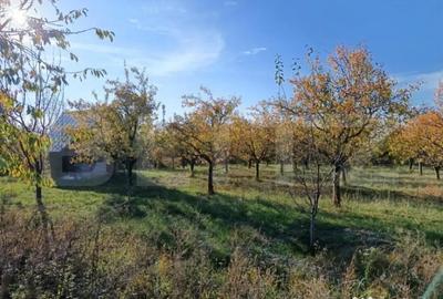 Teren de 6360 mp, în Măgurele - 4