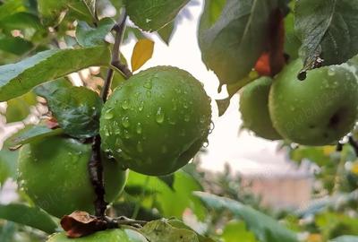 Casă cu 5 camere cu Teren 2500 Mp în Pângărați - 3