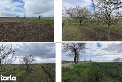 Teren de 10000 mp, în Șipote - 13