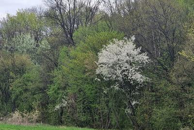 Teren Construcții intravilan de 500 mp, în Izvorani - 6