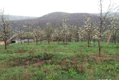 Teren de 4000 mp, în Tutana - 2
