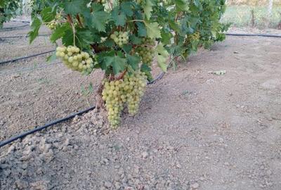 Casă cu 6 camere cu Teren 2500 Mp în Milcovul - 2