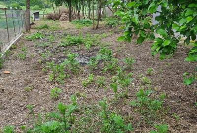 Casă cu 3 camere în Bulzești - 2