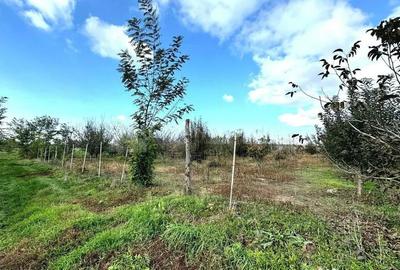 Teren de 2902 mp, în Dămienești - 9