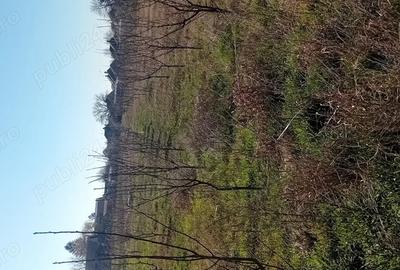 Casa Teremia Mare SI plantatie - 1