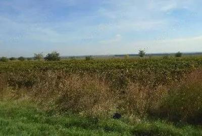 Teren extravilan Obrejita, ID: R2832813 - 1