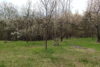 Teren de 10600 mp, în Berislăvești - 6