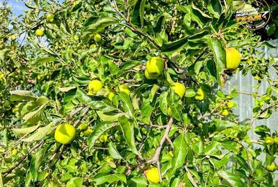 FILM!Casa cu 3.500mp teren,vedere pitoreasca,Sancraiu:aria Brasov.-.Sf. Gheorghe - 3