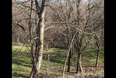 Spațiu comercial, în Coruia - 2