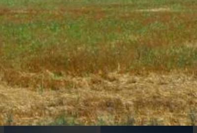 Teren agricol extravilan de 22100 mp, în Lumina - 1