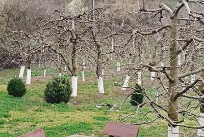 Casă cu Teren 2800 Mp în Boțești - 2