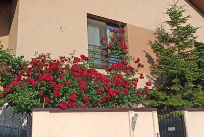 Casă cu 1 camere cu Teren 280 Mp în Olteni - 5
