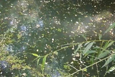 Casa cu mansarda de vanzare sau inchiriere pe termen lung - 5