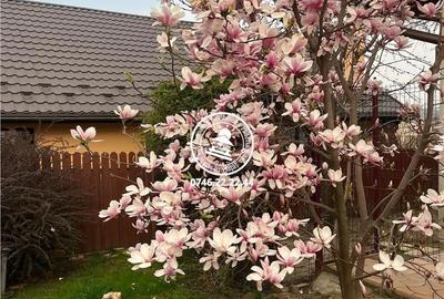 Casă cu 4 camere cu Teren 530 Mp în Miroslava - 9