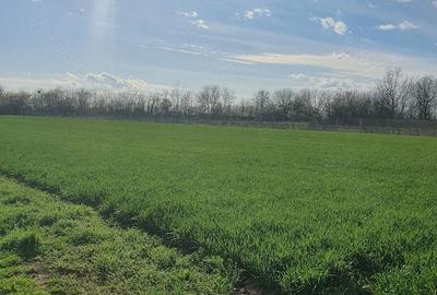 Teren de 5500 mp, în Balta Doamnei