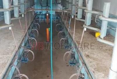 Ferma zootehnica func?ionala, populata cu peste 200 capete bovine, aproape de Sannicolau Mare - 1