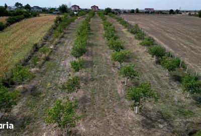 Teren de 9654 mp, în Dobra - 1
