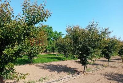 Teren intravilan de 16000 mp, în Belinț - 8