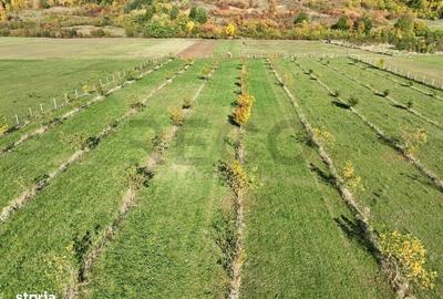 Teren de 13965 mp, în Aușeu - 9