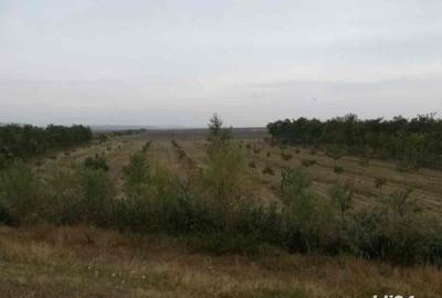 Casă cu 2 camere în Central - 4