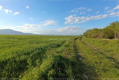 Teren extravilan arabil 20.000 mp Cristian Teren extravilan arabil 20.000 mp Cristian - 1