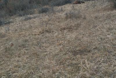 Spațiu comercial, în Pestișu Mic - 1