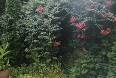 Inchiriez camera spa?ioasa in interiorul unei case la curte Bucure?tii Noi - 1