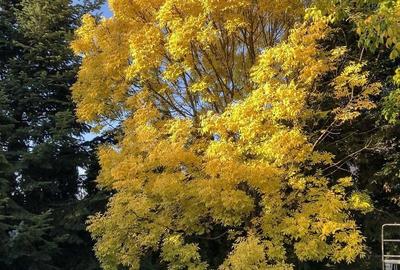 PROPRIETATE CU ENERGIE PURA |  Sanctuarul Eleganței și Rafinamentului - 25