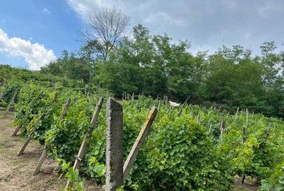 Vand Casa in sat Plopi com. Bunesti-Averesti - 3