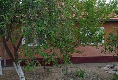 Casa vanzare seleus - 3