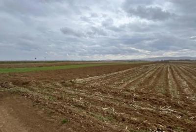 Teren de 2500 mp, în Horodnic - 4