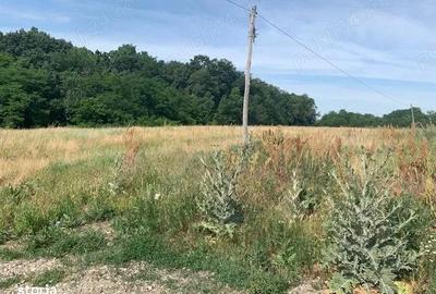 Proprietar vand teren langa Domnesti la Bucsani la padure - 2