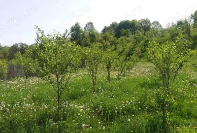 Casă în Moșteni-Greci - 1