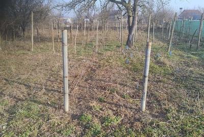 Casă cu 3 camere cu Teren 1168 Mp în Bivolari - 3