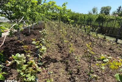 Casă cu 3 camere cu Teren 4000 Mp în Letca Nouă