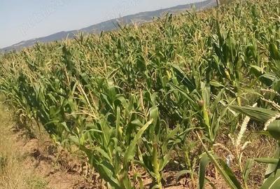 Teren de 17000 mp, în Oprișor - 2