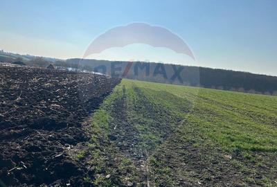 DE VANZARE intravilan LAC, Moara Vlasiei, Caldarusani TER... - 5