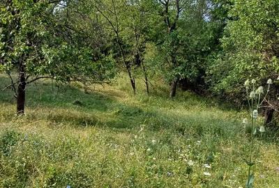 Teren de 3600 mp, în Bela - 4