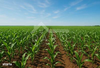 Teren de 100000 mp, în Zagăr - 3