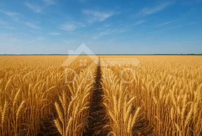 Teren de 100000 mp, în Zagăr - 1