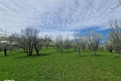 Spațiu comercial, în Ghioșești - 4