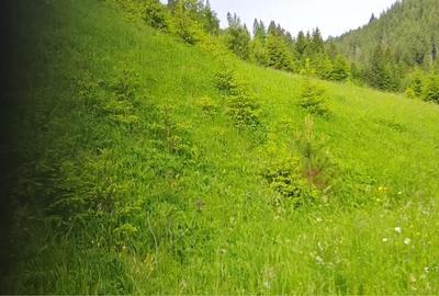 Teren de 3000 mp, în Bicazu Ardelean - 1