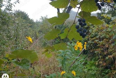 Vanduta !, casa solida in stare buna,cu 11 ari teren - 2