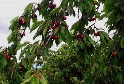 Spațiu comercial, în Central - 3