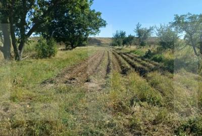 Casă cu 3 camere cu Teren 7600 Mp în Central - 3