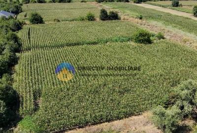 Teren intravilan 3866 mp Dumbrava Rosie - 8