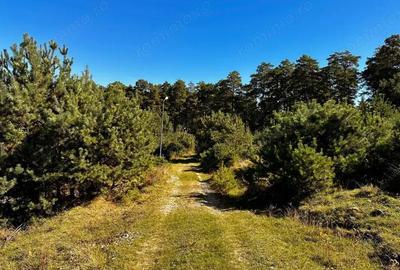 0% Comision- Teren cu constructie, langa padure-600 mp, Purcareni - 6